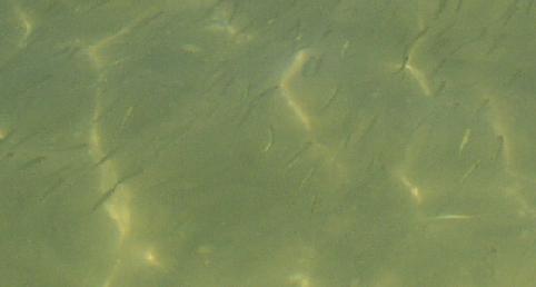 p0067.jpg