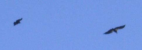 m2462.jpg